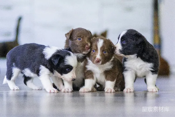 高清摄影 黑白短毛贵宾犬