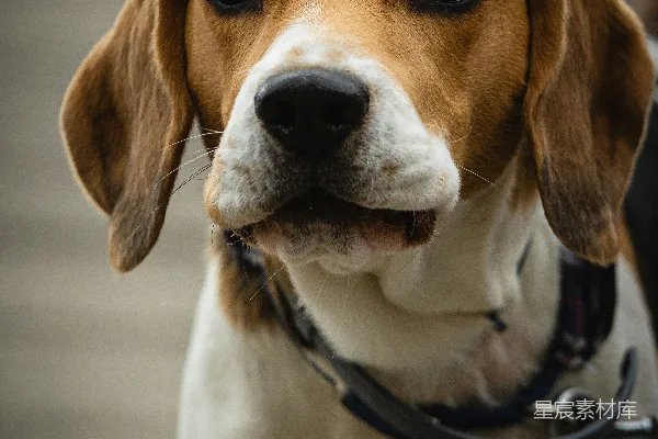 高清摄影 棕色的、白色的和黑色的比格犬