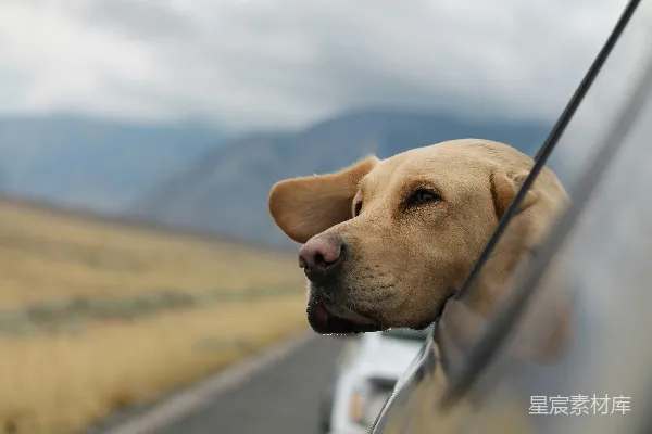高清摄影 专注于拍摄拉布拉多犬在车内的照片