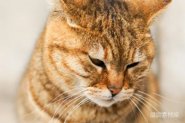 高清摄影 棕色缅因猫的特写照片
