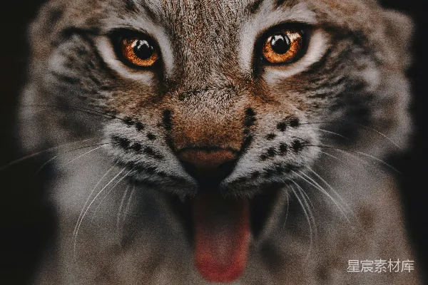 高清摄影 棕色和黑色的猫