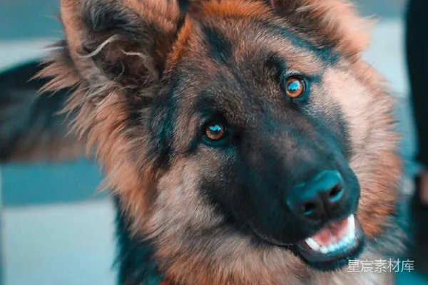 高清摄影 黑色和棕色的德国牧羊犬