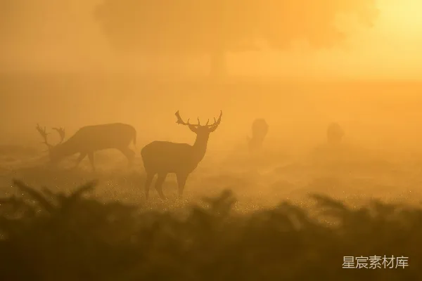 高清摄影 两 deer 勾勒
