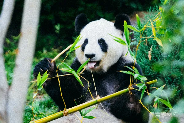高清摄影 熊猫吃竹子