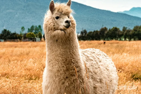 高清摄影 白天白 llama 在棕色草地上