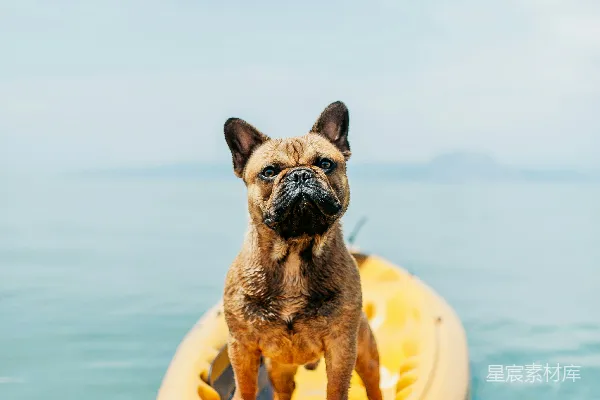 高清摄影 成年棕色法国斗牛犬站在 kayak 上