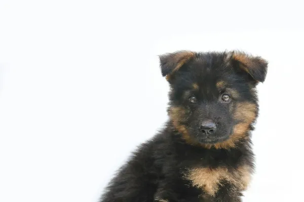 高清摄影 黑色和棕色德国牧羊犬迷你犭狼狗