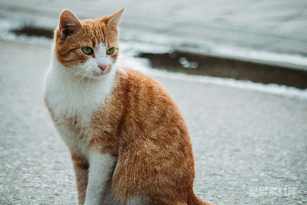 高清摄影 橙白相间的猫蹲在灰色的混凝土地板上