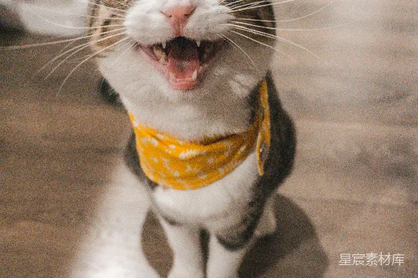 高清摄影 棕虎斑猫