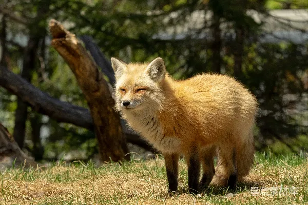 高清摄影 棕色狐狸在草地上