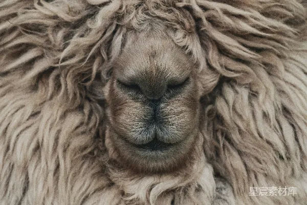 高清摄影 棕色狮子的近景摄影