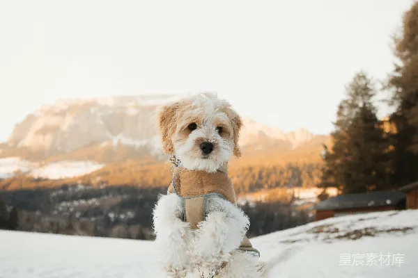 高清摄影 一只小白狗站在雪中