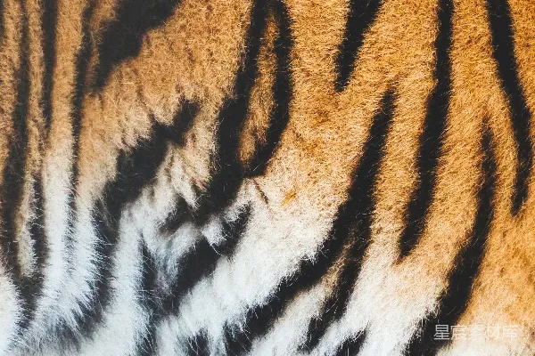 高清摄影 虎皮近观
