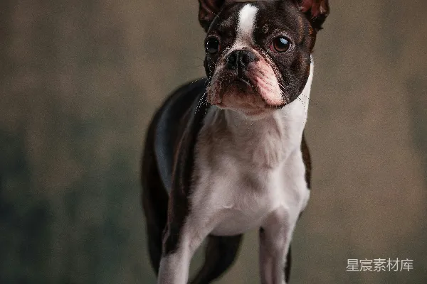 高清摄影 成年黑白斑点的博美犬