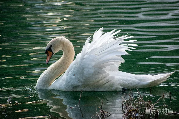 高清摄影 白天白 Swan 在水上的景象