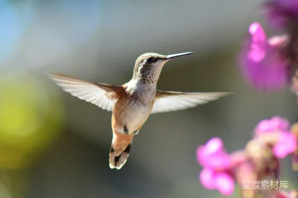 高清摄影 空中 hummingbird 的身影