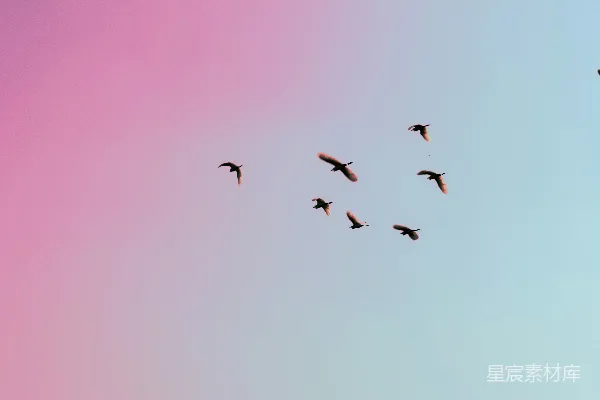 高清摄影 天空中鸟儿飞升的照片