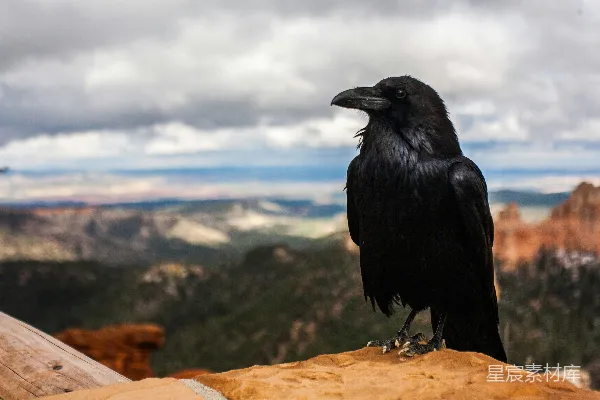高清摄影 白天黑 crow 站在棕色岩石上，天空有云。