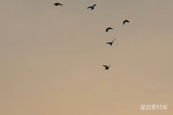 高清摄影 黑鸟照片