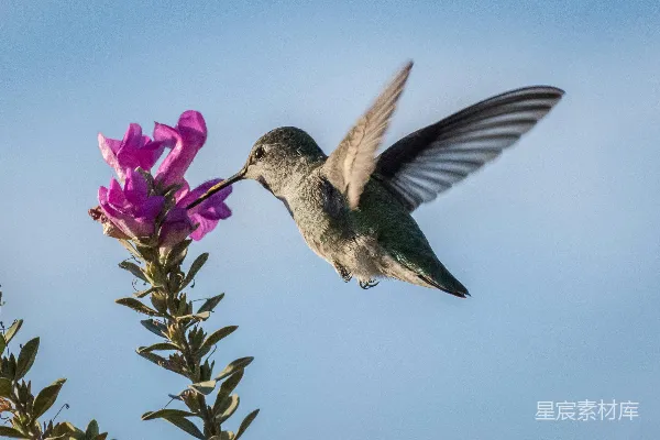 高清摄影 humming鸟在紫色花瓣的花朵上啄食