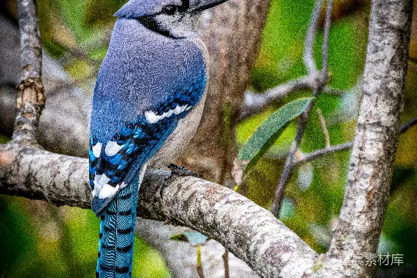 高清摄影 白天树枝上的一只灰鸟
