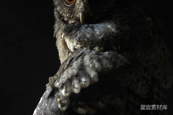 高清摄影 黑棕 owl