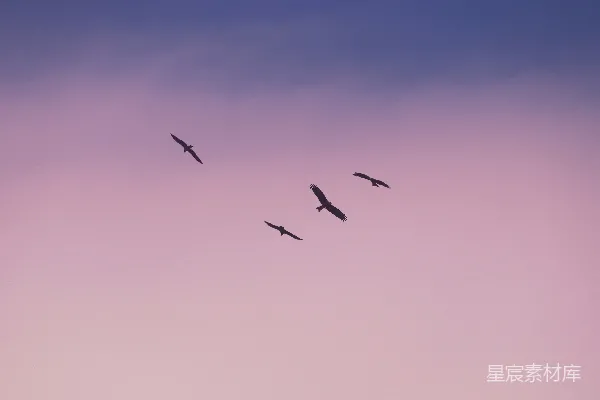 高清摄影 白天鸟儿在蓝天中飞翔