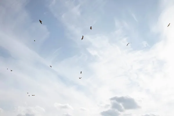 高清摄影 一群鸟在云层间飞越蔚蓝的天空