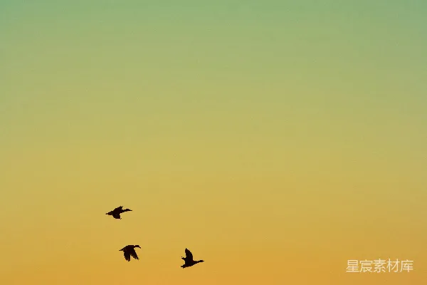 高清摄影 夕阳下鸟群的剪影