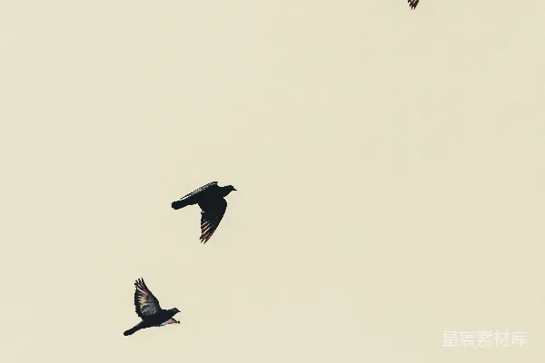 高清摄影 天空中飞翔的鸟儿
