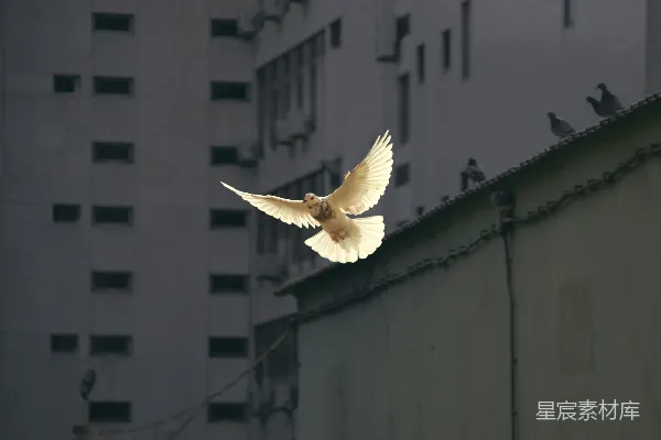 高清摄影 飞行中