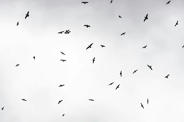 高清摄影 一群鸟在云层间的天空中飞翔