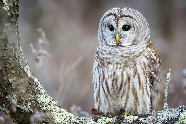 高清摄影 白天树上白腹黑鸟和棕色的 owl