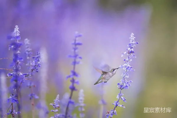 高清摄影 近景下的鸟儿旁边有紫色花瓣的花朵