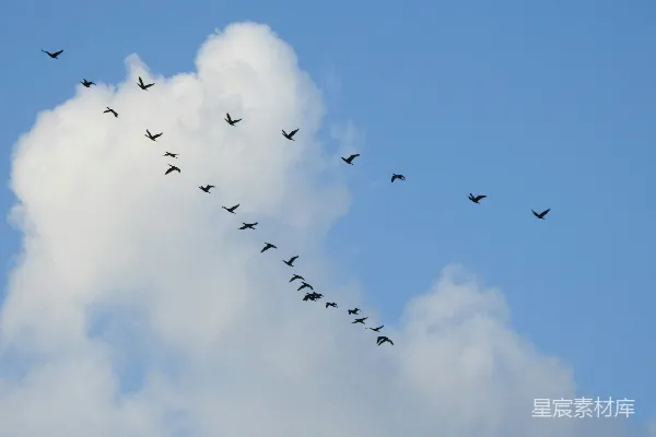 高清摄影 一群鸟在云层间飞翔于蔚蓝的天空中