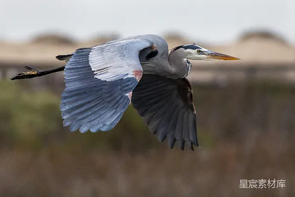 高清摄影 白天飞翔的蓝白鸟