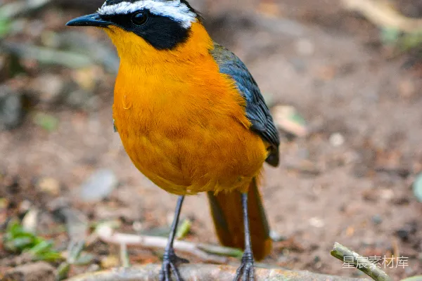 高清摄影 黄黑鸟