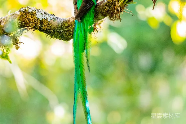 高清摄影 树上翠绿色的鸟儿