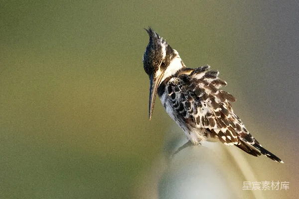 高清摄影 铁栏杆旁的 hummingbird
