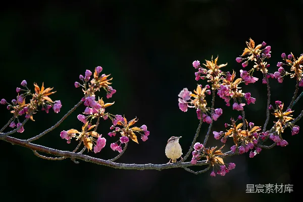 高清摄影 白鸟环绕着紫色花瓣的花朵