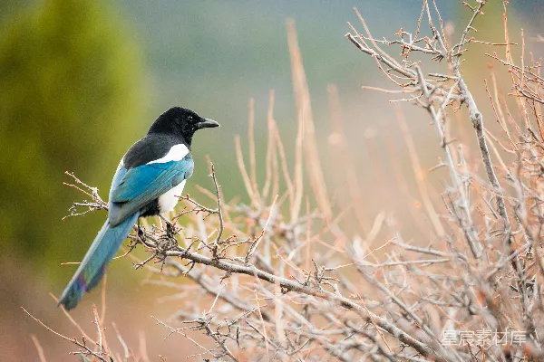 高清摄影 短吻黑蓝鸟栖息在棕色枝干上，特写摄影