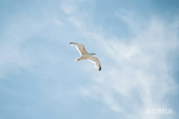 高清摄影 天空中飞翔的鸟
