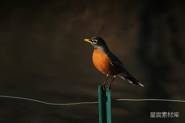 高清摄影 棕色和黑色鸟的摄影焦点