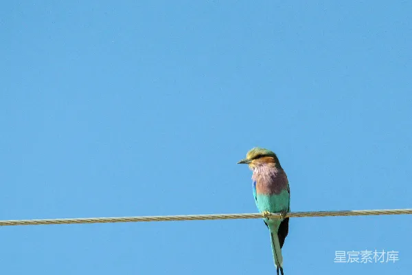 高清摄影 蓝紫色蜂鸟栖息在电线上的摄影作品