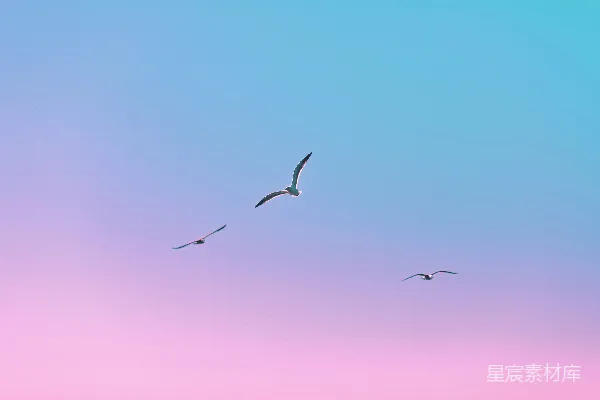 高清摄影 白天飞鸟的轮廓