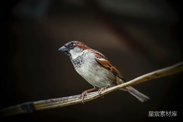 高清摄影 白腹与棕羽的鸟