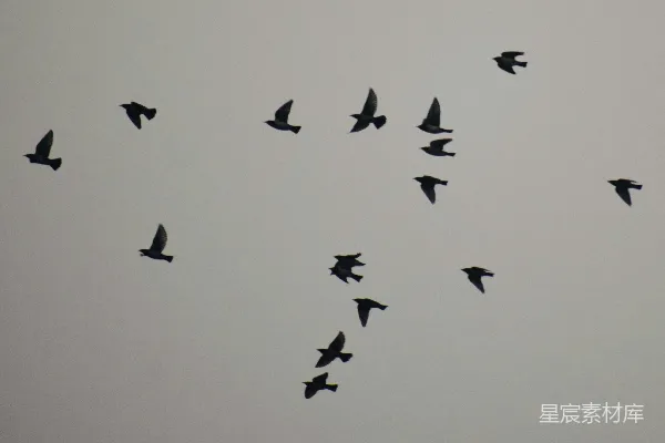 高清摄影 一群鸟在云层间的天空中飞过