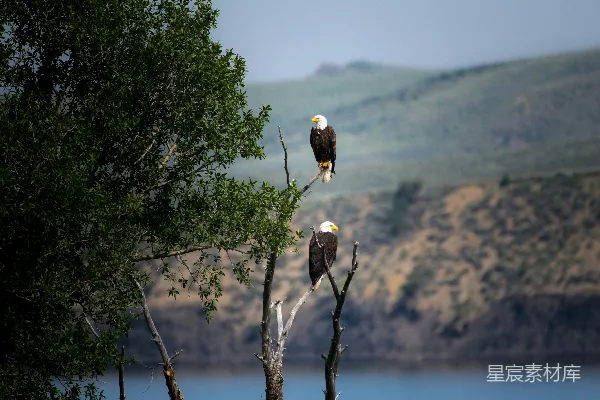 高清摄影 两只 Bald Eagle 坐在灰色的裸树干上，白天时分。