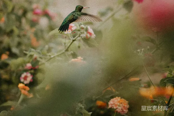 高清摄影 绿色小鸟飞过红色花朵