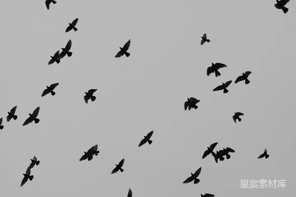 高清摄影 一群鸟在飞翔